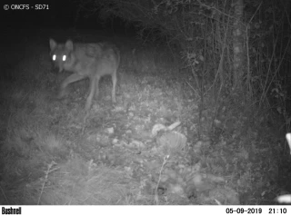 Suspicion de présence du loup en Saône-et-Loire