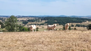 Anticiper l’avenir de la filière allaitante : la section bovine de la FDSEA déjà en réflexion