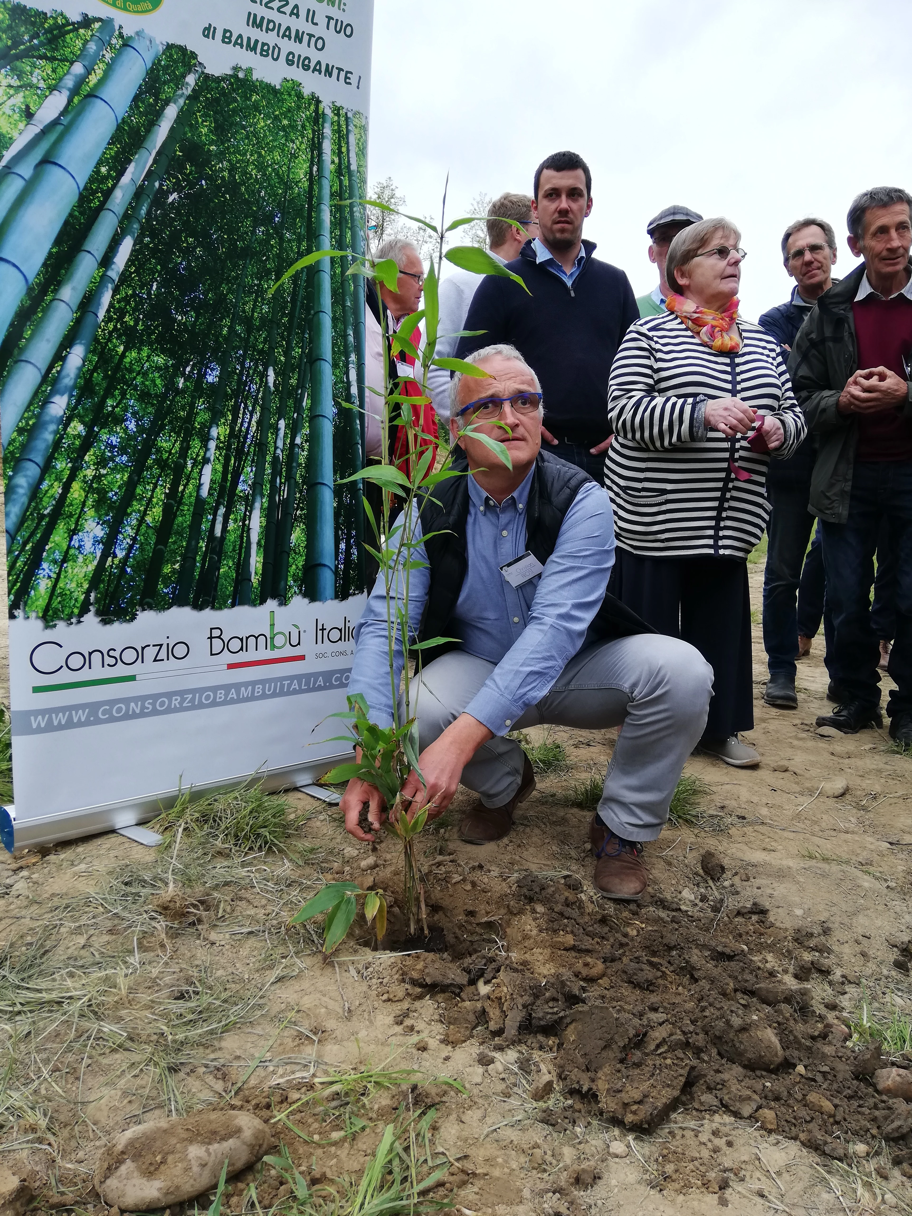 Le bambou, une voie de diversification pour l’agriculture française ?