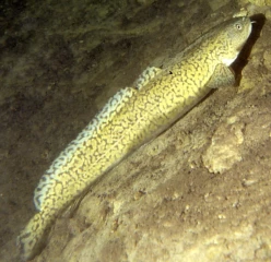 La lote de retour dans les eaux de l'Arroux