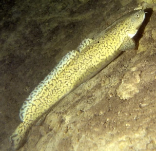 La lote de retour dans les eaux de l'Arroux