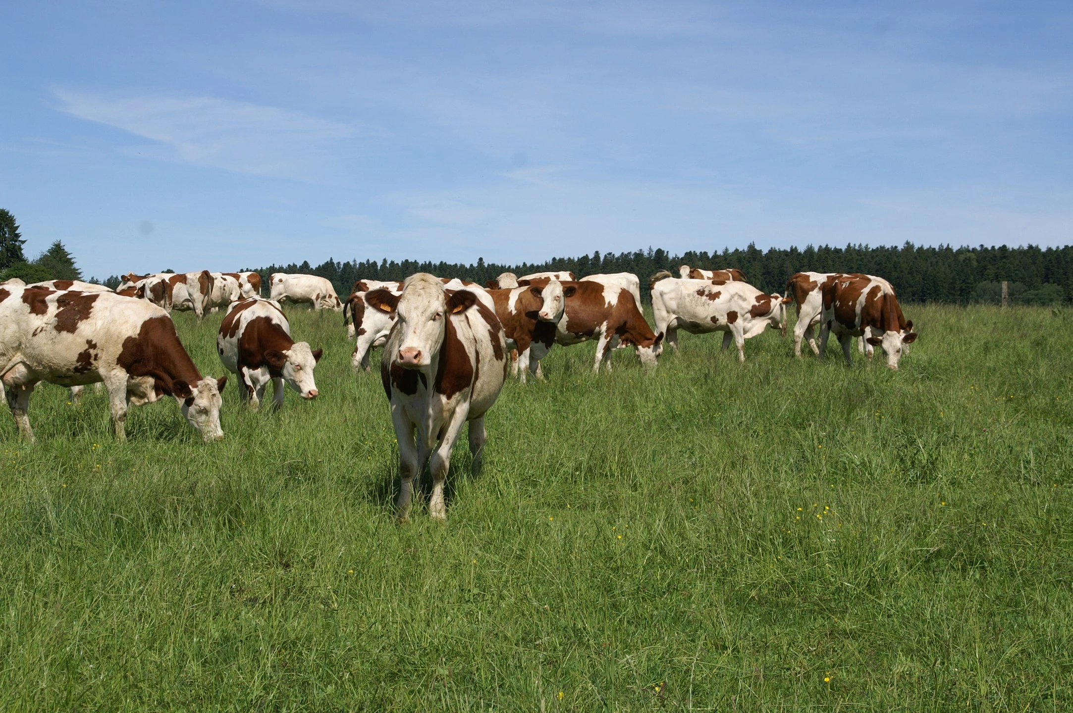 Changement d’échelle pour la filière du lait bio