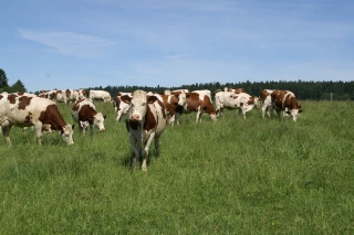 Changement d’échelle pour la filière du lait bio