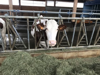 Lait conventionnel de plaine en 2019 : des revenus dépendants des rendements en cultures