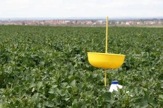 Colza d’hiver : Surveiller les larves d’altise
