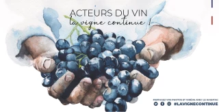 Partage du quotidien sur les réseaux sociaux car #LaVigneContinue !
