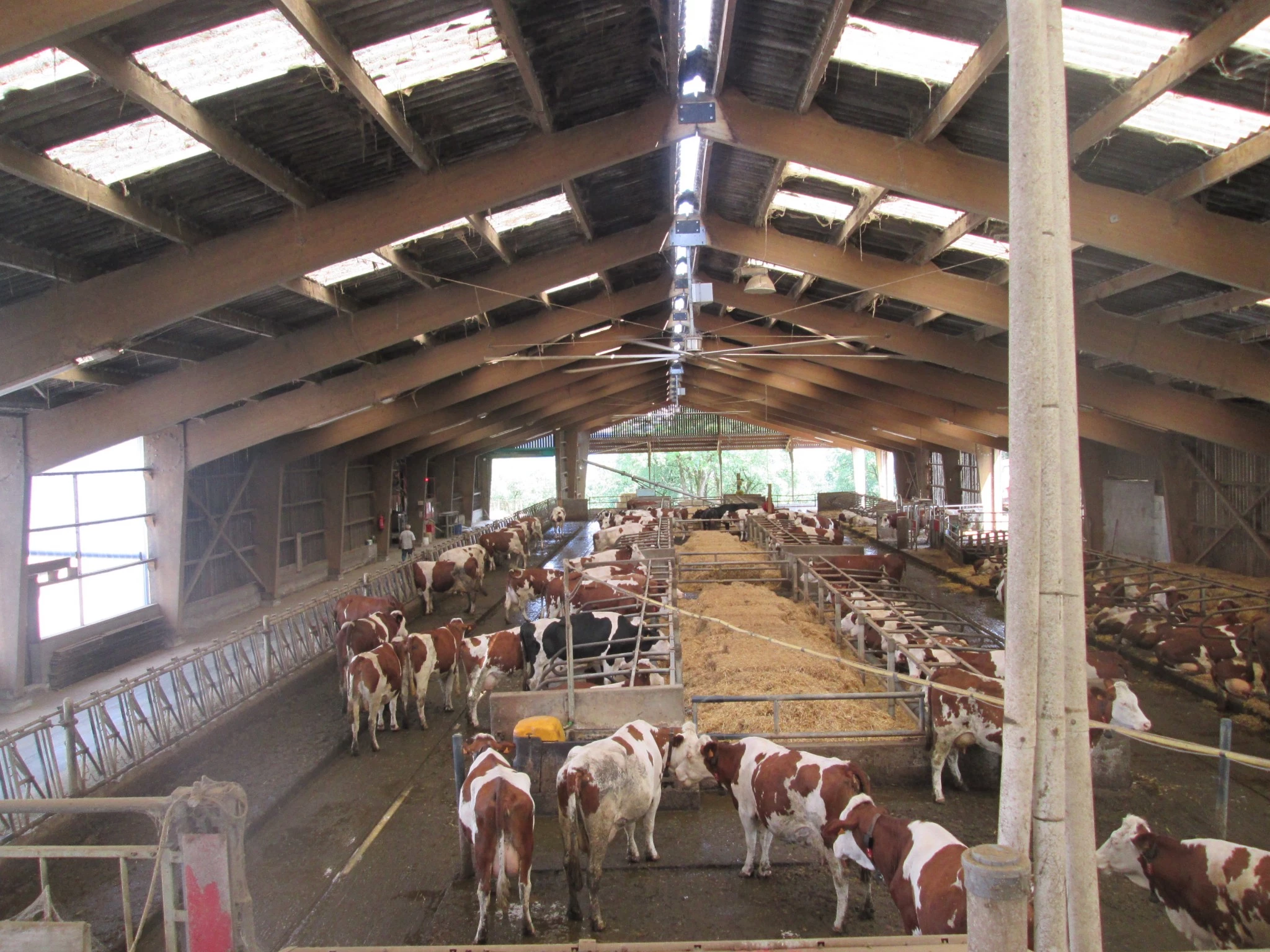 Mesurer le stress thermique des ruminants