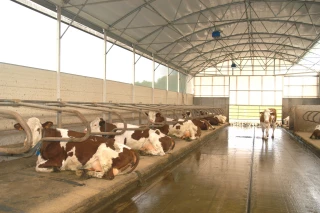 Créer les bonnes conditions pour les animaux et l’éleveur