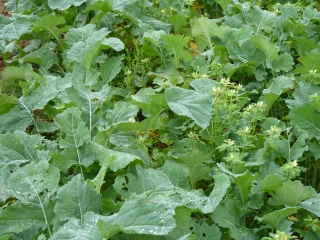 Les associations avec des légumineuses améliorent la nutrition azotée du colza. 