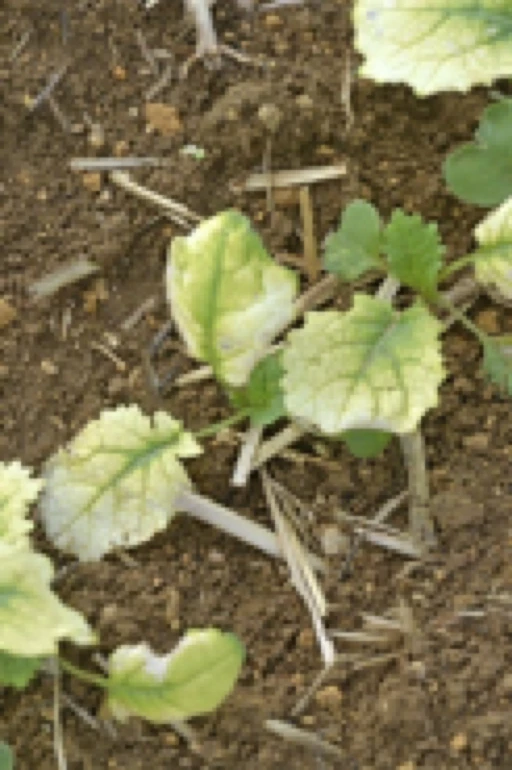 Préserver la vigueur des plantules