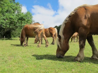 Plusieurs équidés tués et mutilés en France 