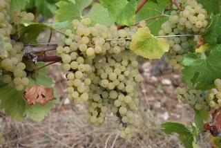 Déceptions pour les pinots côté rendements seulement