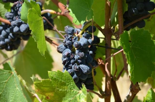 Belle récolte mais hétérogène