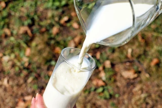 Sans importation, une bouteille de lait traite à la main