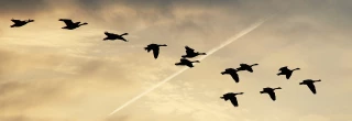L'influenza aviaire repasse par les Landes