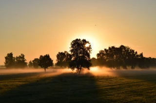 Les 10.000 premiers arbres bientôt plantés