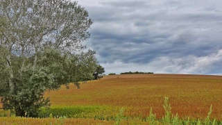 Les essentiels pour réussir cette culture