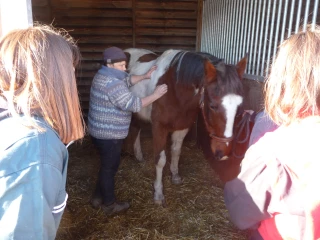 L'ostéopathie pour soigner les animaux