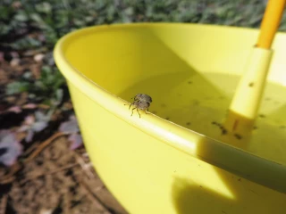 La douceur stimule et réveille les insectes