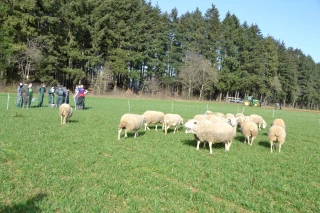 Des brebis dans les blés