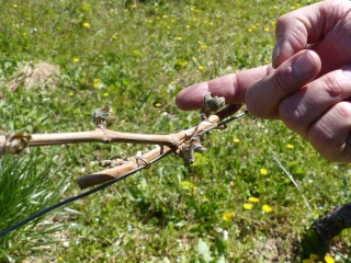 Un objectif de 35 à 40 M€ d’aides pour les agriculteurs sinistrés