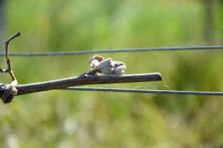Des vignes à choyer 