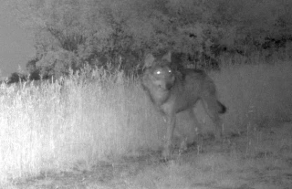 Le loup abbatu !