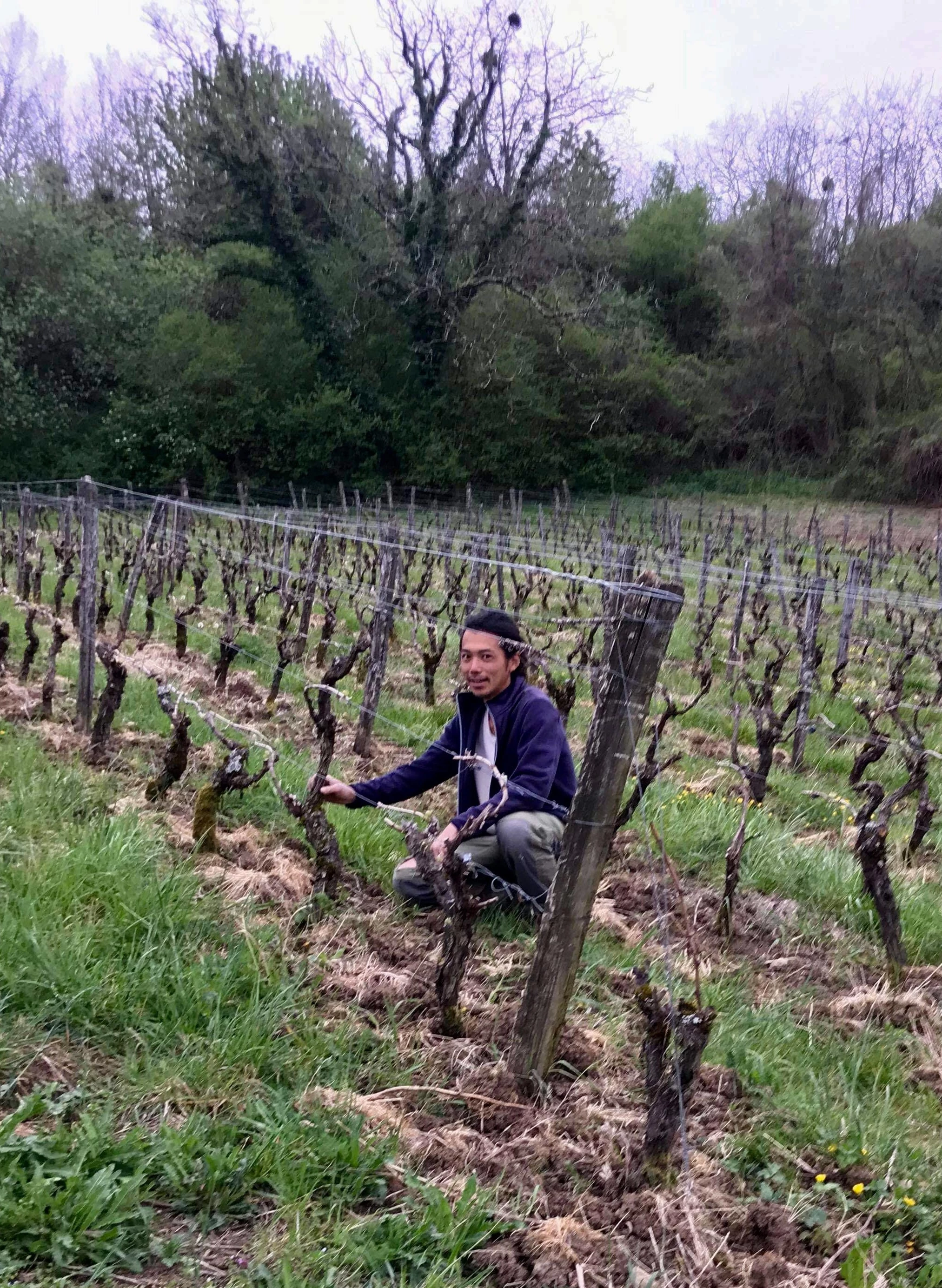 Japon : un vignoble très humide