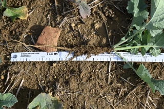 Une étape essentielle à la réussite de la culture !