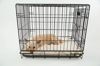 La Commission européenne s’engage à progressivement interdire les cages