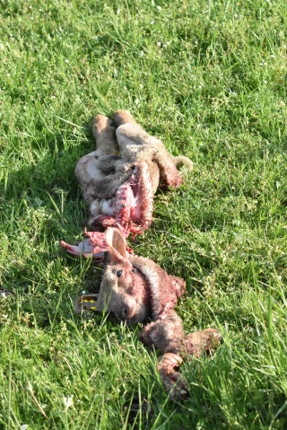 Attaques de loups, stop aux traumatismes infligés !