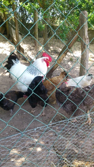 La députée Cécile Untermaïer alerte à nouveau le ministre de l'Agriculture