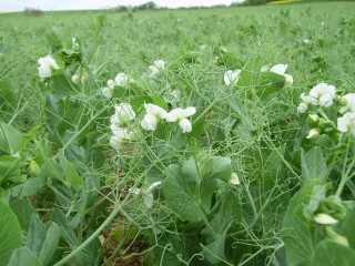 Un enjeu régional majeur