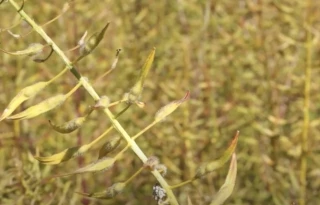 C’est le moment de faire de la moutarde !