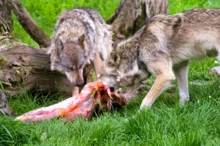 Prédation Loup : Appel à mobilisation ce vendredi 15 octobre 8h à Charolles