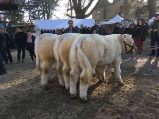 Foire de la Sainte Catherine à Tramayes le 20 novembre