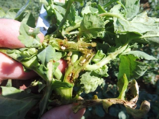 Colza Grosses altises et leviers agronomiques