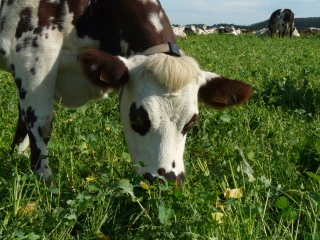 L’autonomie alimentaire dans les élevages de ruminants