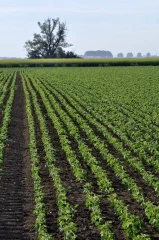 Une très belle année pour le soja