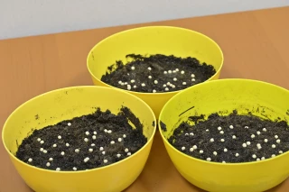 Les bonnes pratiques pour utiliser des graines de fermes 