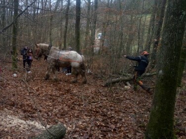 Une matinée en forêt