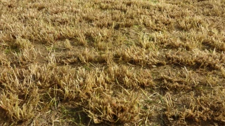 Le sursemis des prairies permanentes