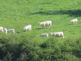 Promouvoir les viandes locales réclame de la pédagogie