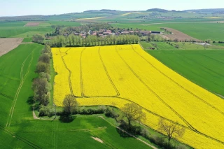 Le colza a toute sa place dans les assolements