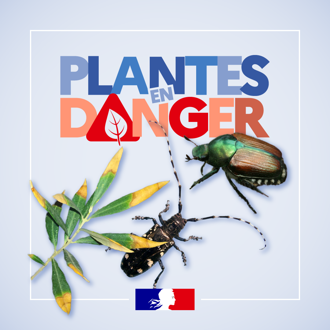 Attention, plantes en danger !