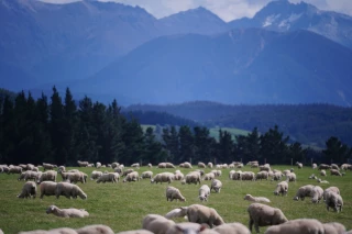 EXCLU WEB / L’accord Europe/Nouvelle-Zélande passe mal chez les agriculteurs
