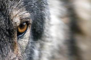 EXCLU WEB / La difficile cohabitation avec la faune sauvage
