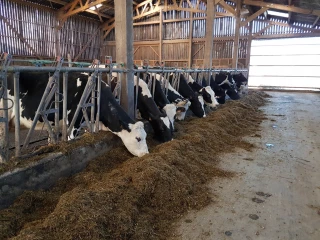 Ensiler de l’herbe jeune pour produire plus de lait