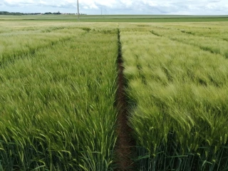 La relève tolérante JNO est là
