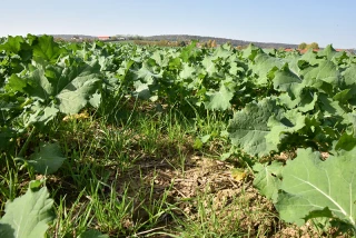 Gérer les graminées et limiter l'investissement au semis